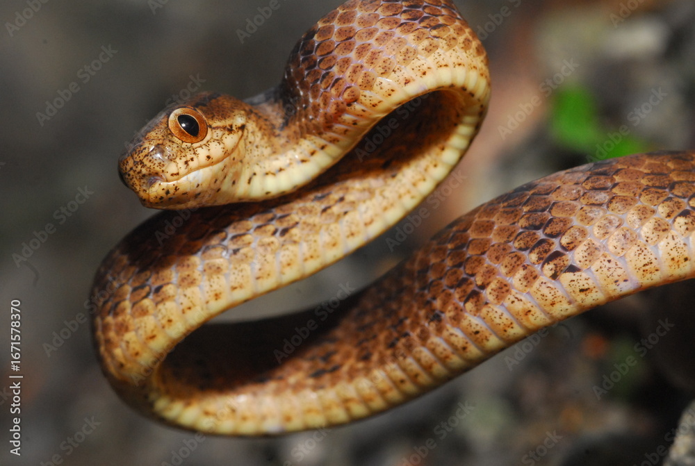 Fototapeta premium close up of a snake