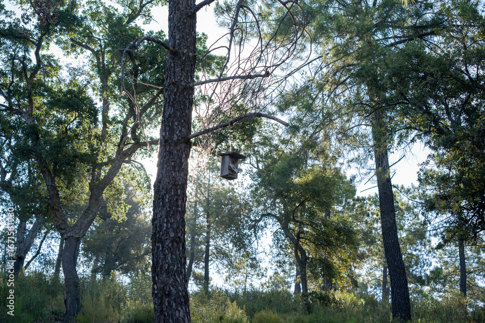 Fototapeta premium Birdhouse hanging on pine tree in forest.