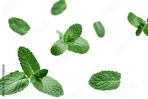 Fresh green mint leaves scattered on background isolated on a transparent background