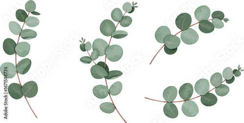 Eucalyptus branches with green leaves on white background for design and decoration on transparent background