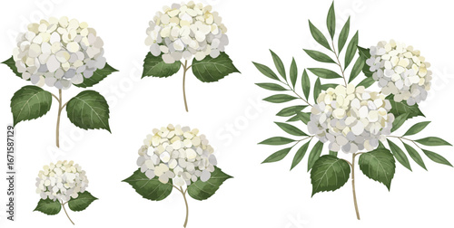 White hydrangea flowers with green leaves on white background on transparent background