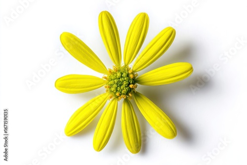 Bright yellow flower blossom isolated against a white background