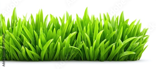 Vivid green grass clump