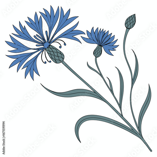 Delicate blue cornflower blossoms and buds on a white background with subtle green stems and leaves