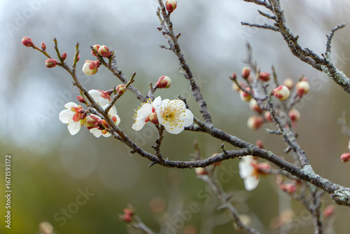 梅の枝に咲く白い花