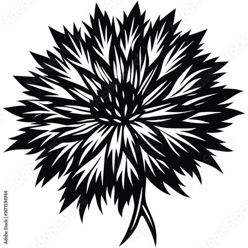 Detailed black and white illustration of a single cornflower bloom with spiky petals and stems