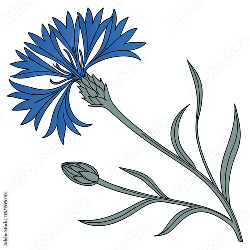 Vibrant blue cornflower blossom and bud isolated on white background with delicate green stems and leaves