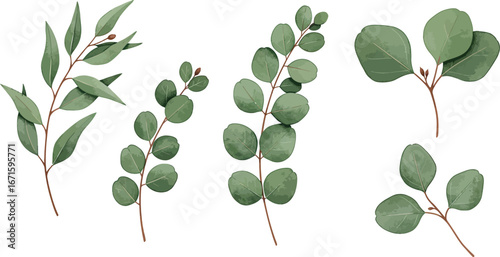 Eucalyptus leaves and branches in various shapes and sizes on white background on transparent background