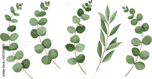 Eucalyptus leaves branches in various shapes and sizes on white background on transparent background