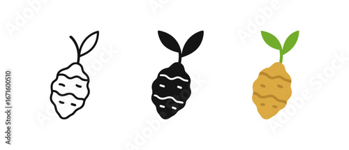 Minimalist yam icon set: line, solid, and color variations with leaves