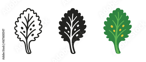 Three styles of kale leaf icon: outline, silhouette, colored design