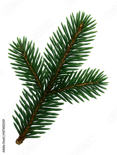 Spruce branch with stiff, needle-like leaves and dark green hue