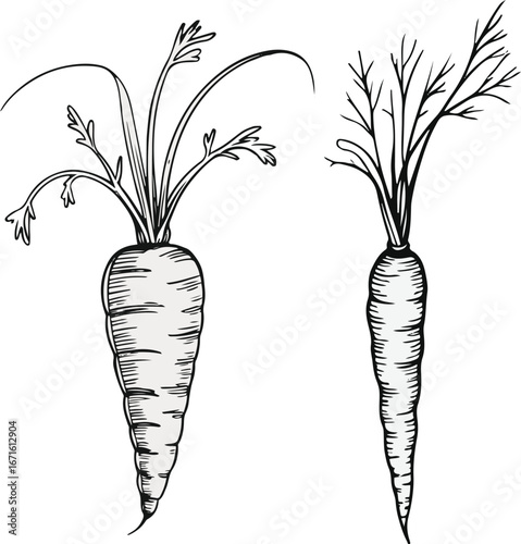 Hand-drawn carrot line art vector, minimal doodle vegetable outline, clean black ink sketch