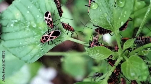 Detailed Macro Footage of Colorful Seed Bug Group, Tropidothorax Fimbriatus in Tropical Wildlife Habitat