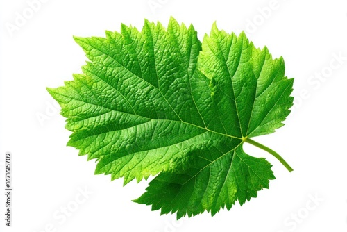 Bright green jagged leaf; detailed venation visible against white