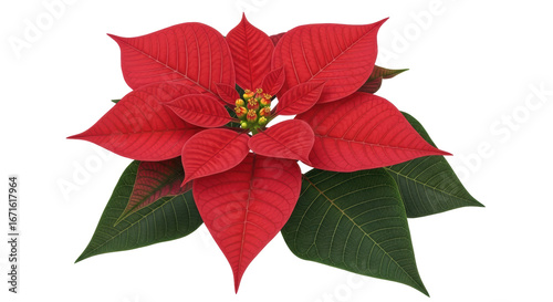 Fotografie Isolated Poinsettia Flower