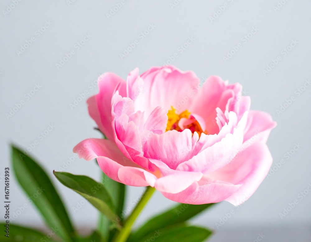 Fototapeta premium Close-up of a delicate pink peony (1)