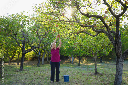 Elderly woman in her late 80s picking up apples and enjoying a beautiful sunny day.