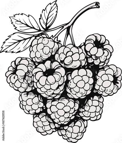Hand-drawn raspberry line art vector, abstract doodle berry cluster, clean black and white sketch 3