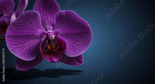 Purple orchid flower on dark blue background
