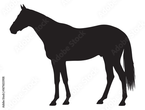 THOROUGHBRED HORSE SILHOUETTE