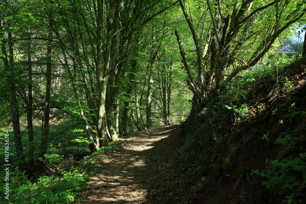 Obraz premium Shaded forest path beneath layered green canopy trees
