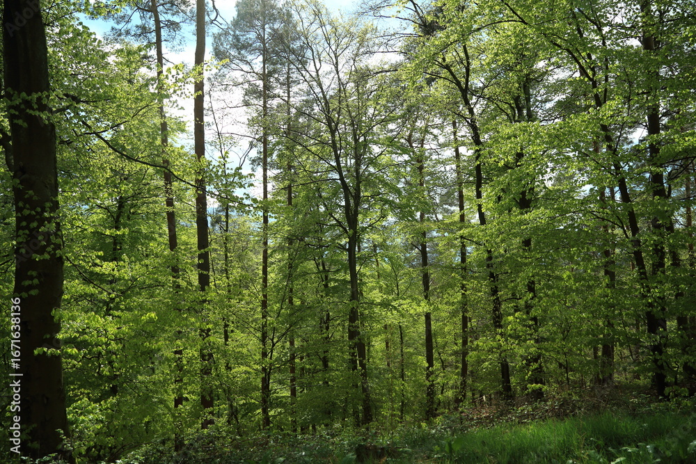 Obraz premium Sunlit leafy forest canopy overhead with emerging spring foliage