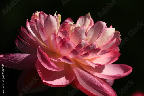 Lotus & Waterlily Vibrant Close-up Collection