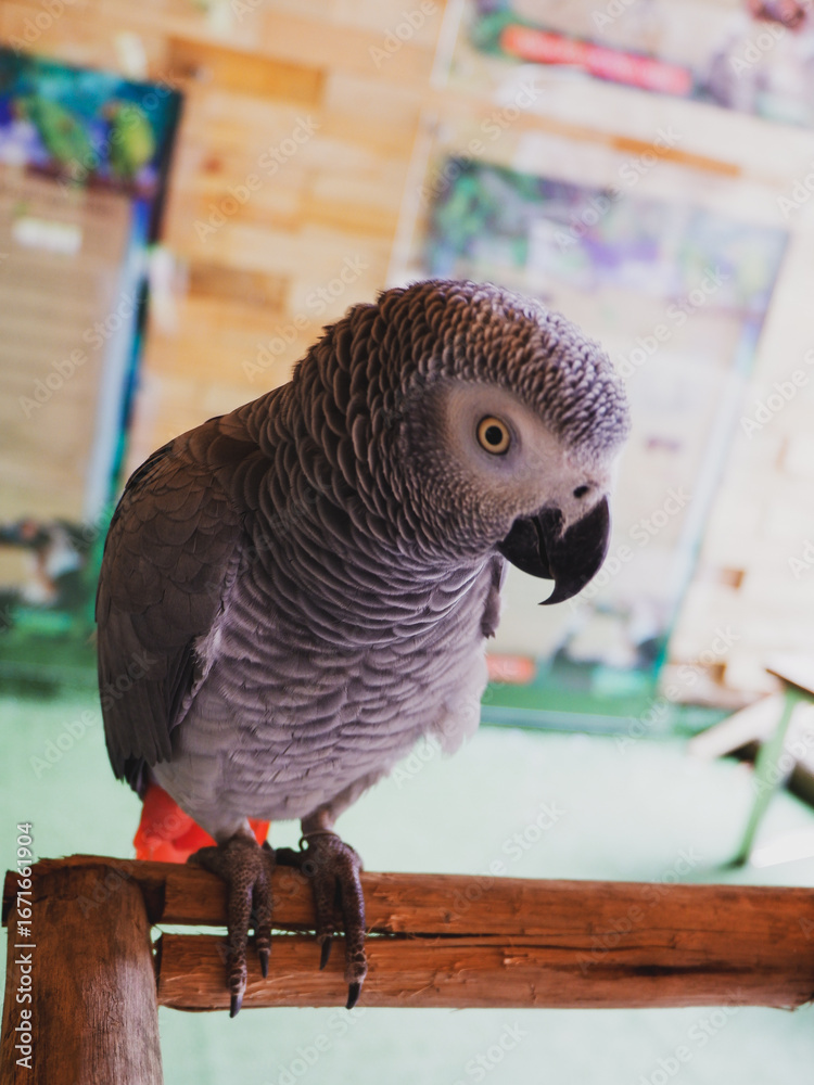 Fototapeta premium The grey parrot (Psittacus erithacus), also known as the Congo grey parrot or African grey parrot, parrot with green background sitting on the branch