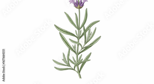 A detailed illustration of a lavender plant with green leaves and a purple flower at the top.