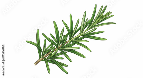 A single fresh sprig of rosemary with green needle-like leaves, isolated on a white background.