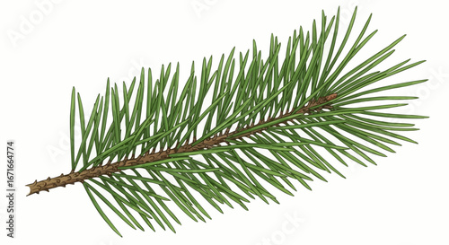 Close-up of a lush green conifer branch with needles.