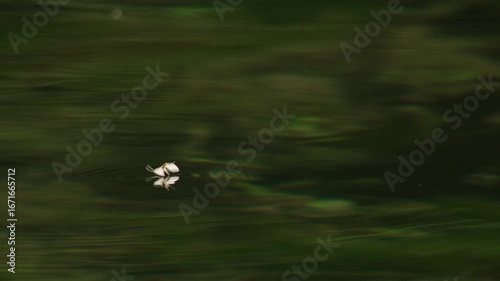 mayfly drifting on water surface