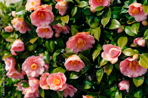 Pink Camellia japonica Spring Festival flowers. Camellia bloom on Bush in the garden