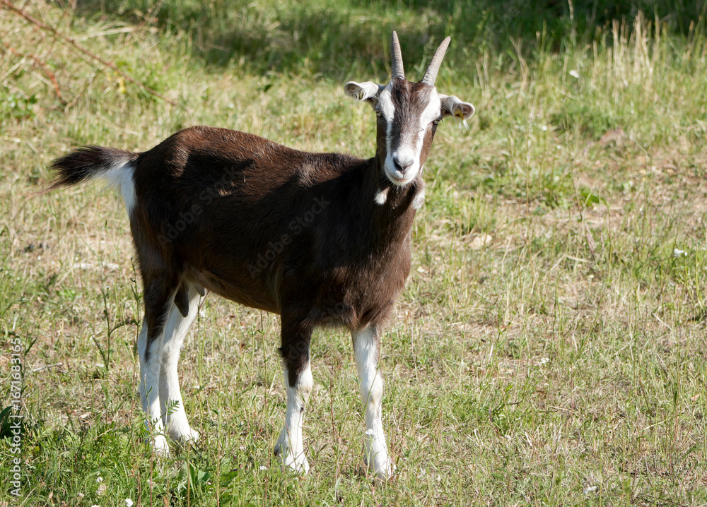 a brown and white goat stands on a green meadow and looks directly at the camera