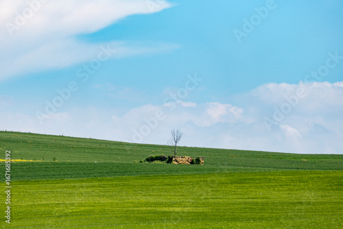 Piemonte - Monferrato - Viarigi - Panorami della campagna - Sfondi desktop