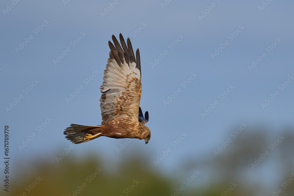 Fototapeta premium Marsh Harrier (Circus aeruginosus) hunting over a reedbed in the Somerset Levels in the United Kingdom