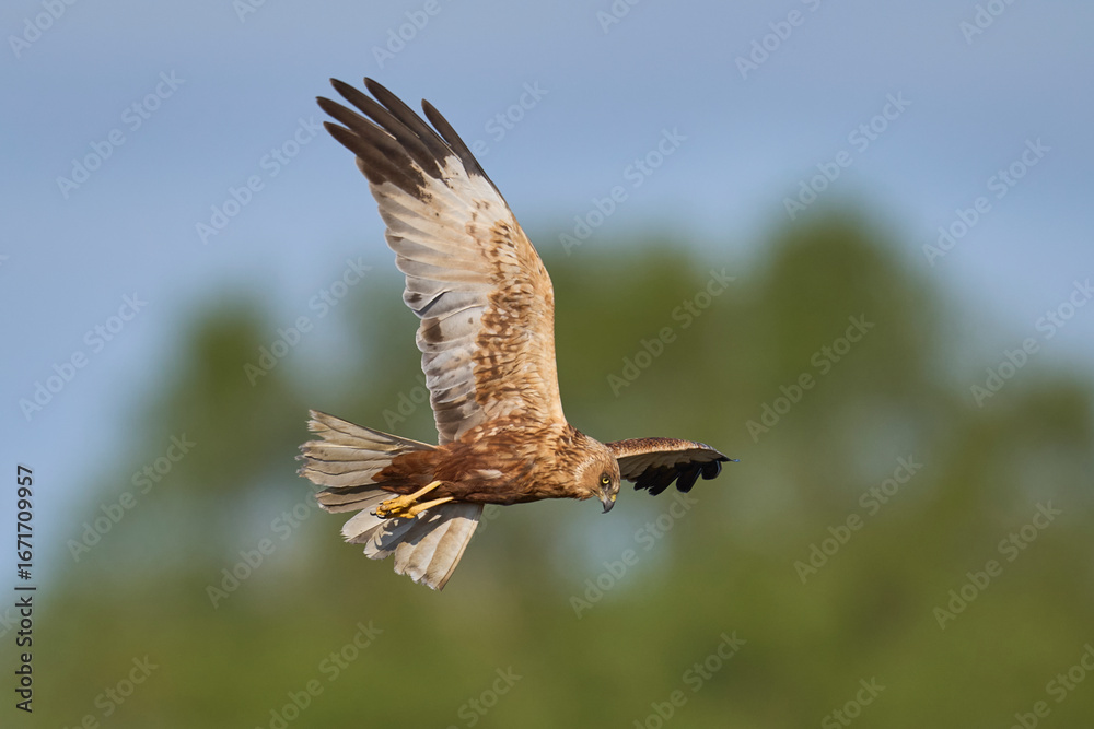 Obraz premium Marsh Harrier (Circus aeruginosus) hunting over a reedbed in the Somerset Levels in the United Kingdom