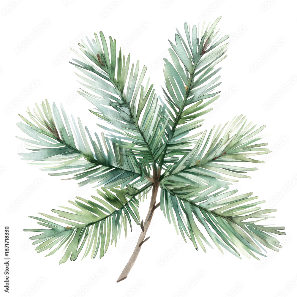 Naklejka premium PNG Pine leaves illustration watercolor plant.