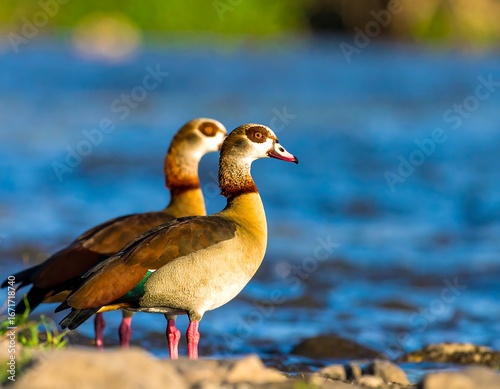 Two beautiful ruddy shelducks stand on the riverbank, showcasing their vibrant plumage and distinctive markings against a serene blue water background.