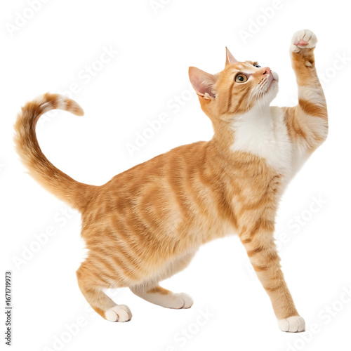 Playful orange tabby cat reaching up with its paw in a curious pose against a black backdrop showcasing feline agility and playful nature highlighting the captivating personality of domestic pets