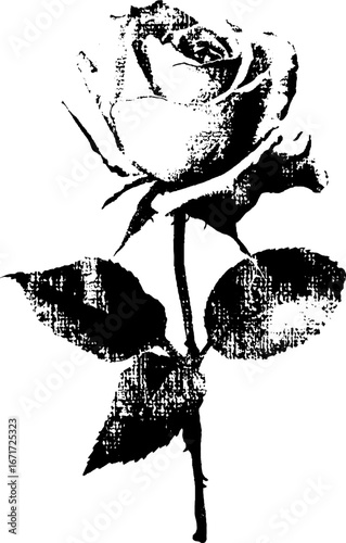 Black and white grunge rose illustration with bleeding ink effect for urban design projects