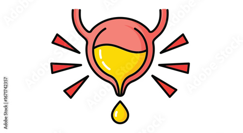 Bladder with Urine Illustration