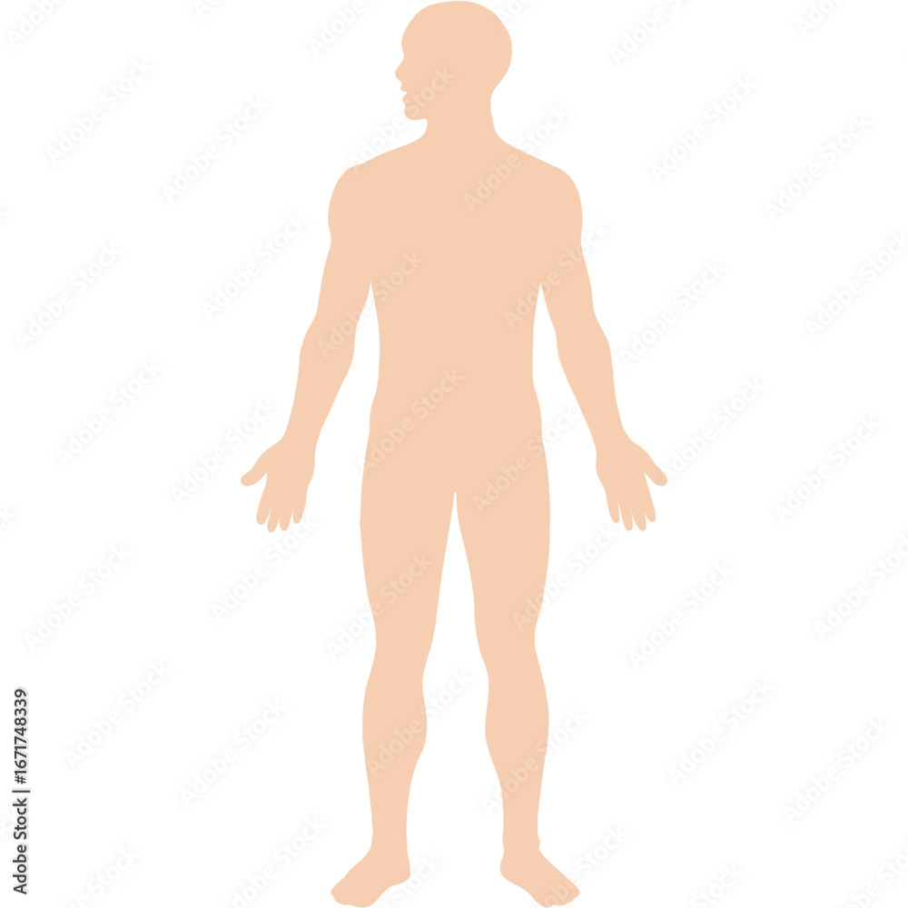 Naklejka premium human body silhouette anatomy diagram