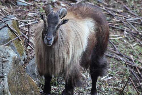 Photography Himalayan tahr (Hemitragus jemlahicus) is a large even-toed ungulate native to the Himalayas in southern Tibet, northern India, western Bhutan and Nepal