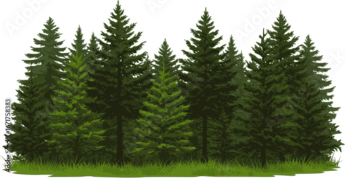Overgrown patch. Coniferous forest with firs and pines. Landscape with trees and grass. Silhouette picture. Isolated on white background. Vector.
