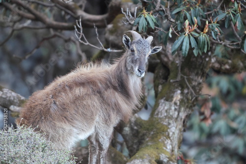 Photography Himalayan tahr (Hemitragus jemlahicus) is a large even-toed ungulate native to the Himalayas in southern Tibet, northern India, western Bhutan and Nepal