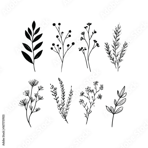 Botanical sketch featuring a variety of delicate plants and floral elements in a minimalist style drawing