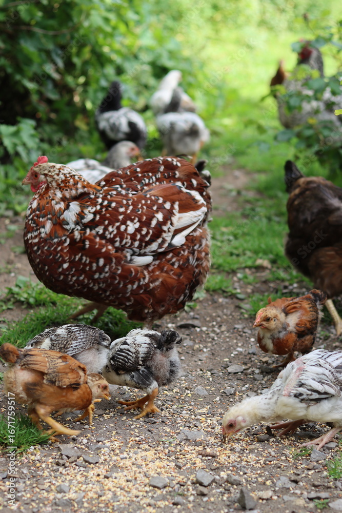 Obraz premium Hen and chicks pecking at seed