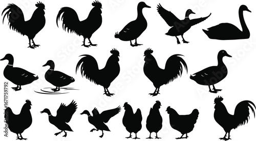 Farm bird silhouettes, rooster, chicken, duck, goose, swan vector, poultry animals, barnyard illustration, flying duck, domestic farm birds